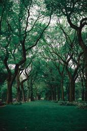 A tree-lined path in a lush forest, with sunlight filtering through the leaves creating dappled patterns of light and shadow. - free wallpaper image