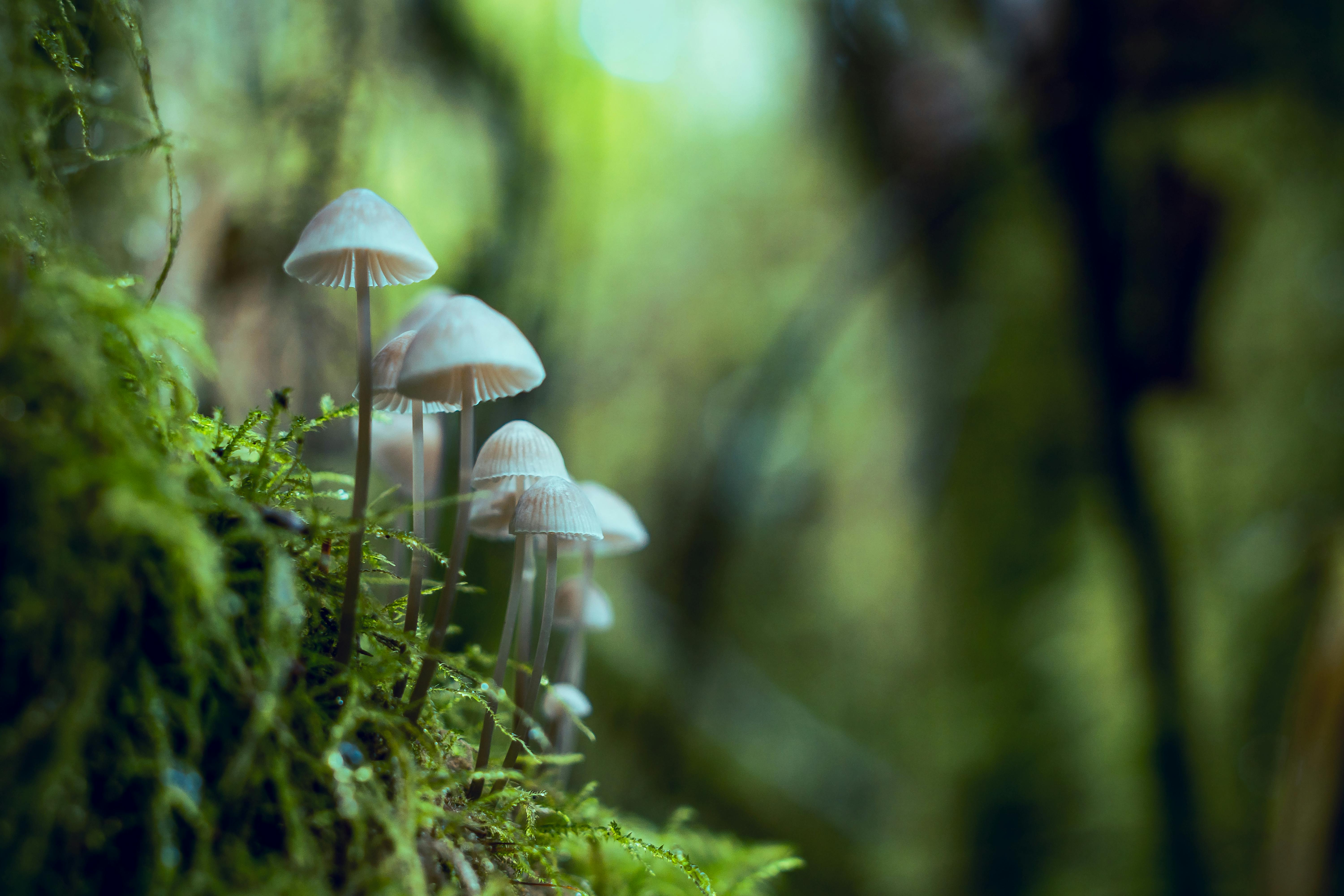 A cluster of white mushrooms growing on green moss in a dense forest. - free wallpaper image