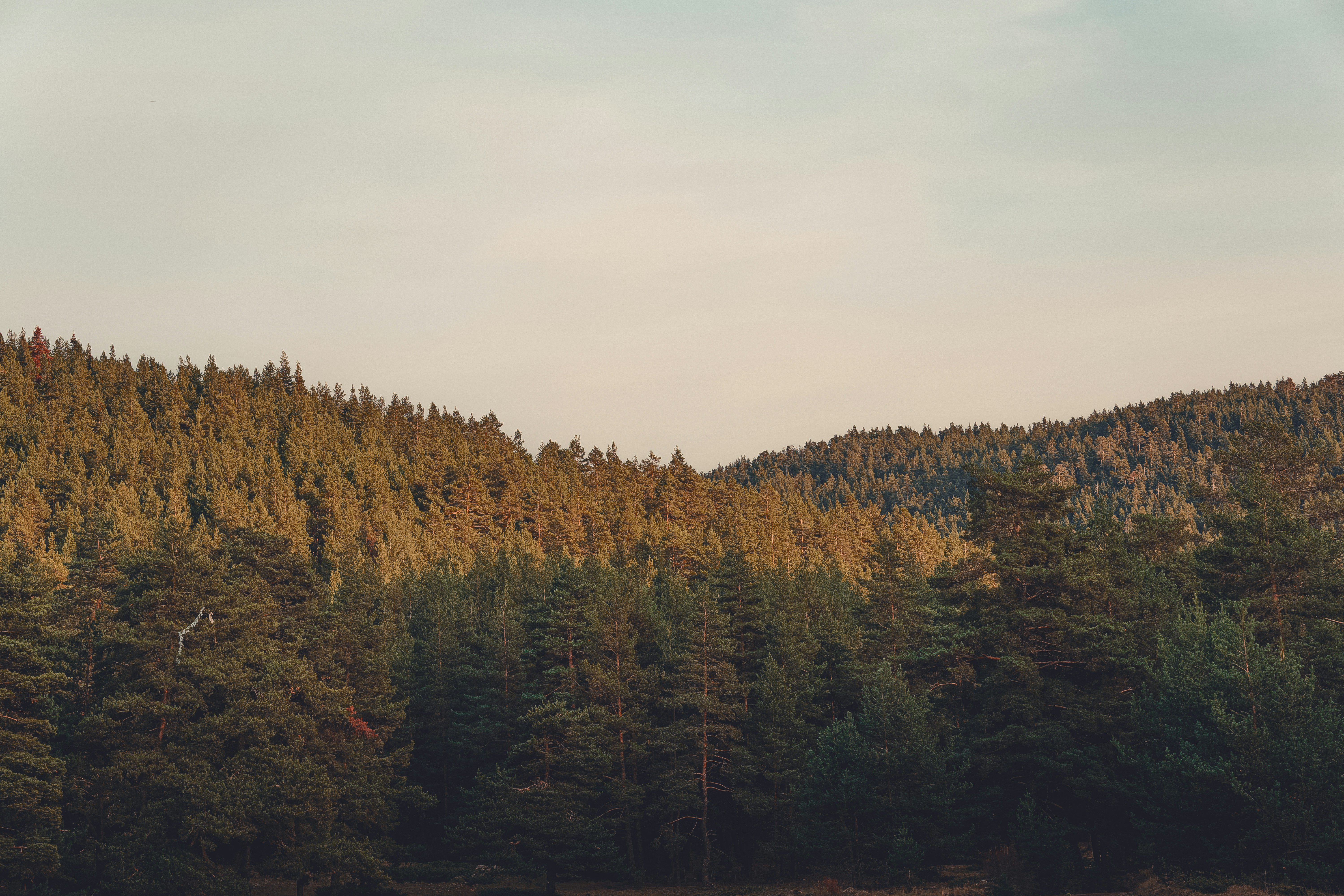 A distant hillside covered with lush forest, the sky is light blue, the overall picture is peaceful and serene. - free wallpaper image