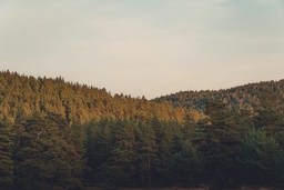 A distant hillside covered with lush forest, the sky is light blue, the overall picture is peaceful and serene. - free wallpaper image