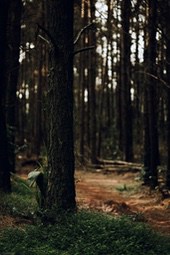 A small path in the forest, with green plants growing along the edge of the path, sunlight shines through the branches, leaving mottled shadows. - free wallpaper image