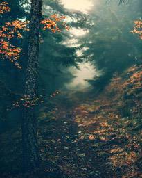 A path leading into the depths of the forest, with tall trees on either side, branches full of yellow leaves, the ground covered with fallen leaves, the air filled with mist, it looks particularly peaceful. - free wallpaper image