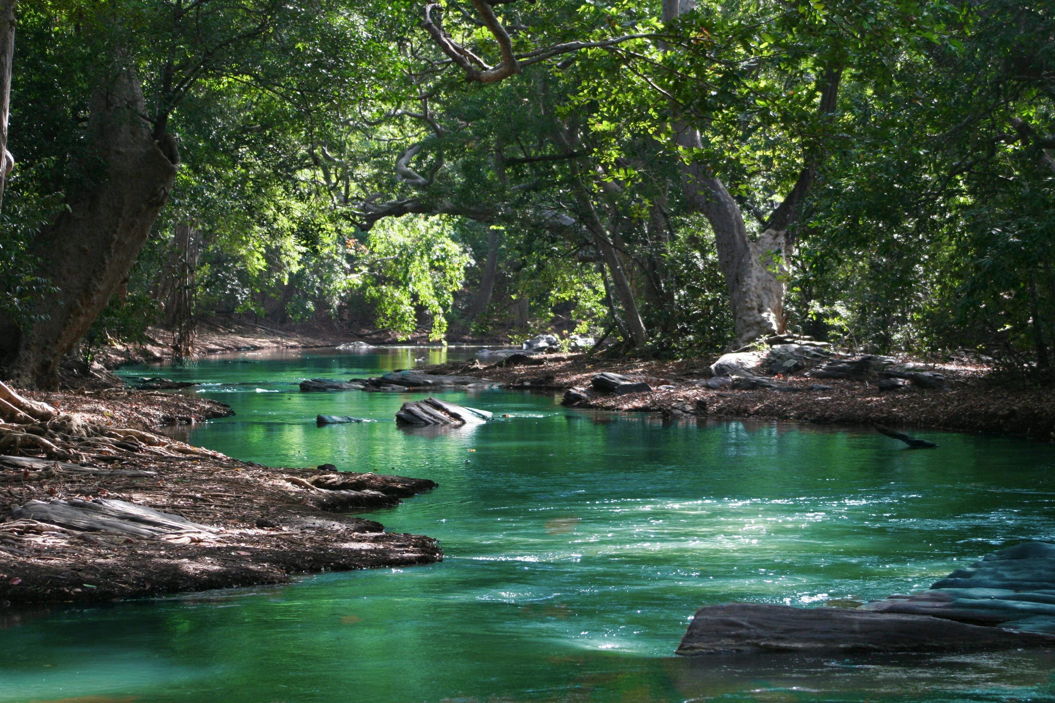 A clear river flows through a dense forest, the water is a beautiful green, the surrounding trees are lush, and the sunlight shines through the leaves on the surface of the river, the scenery is very peaceful and beautiful. - free wallpaper image