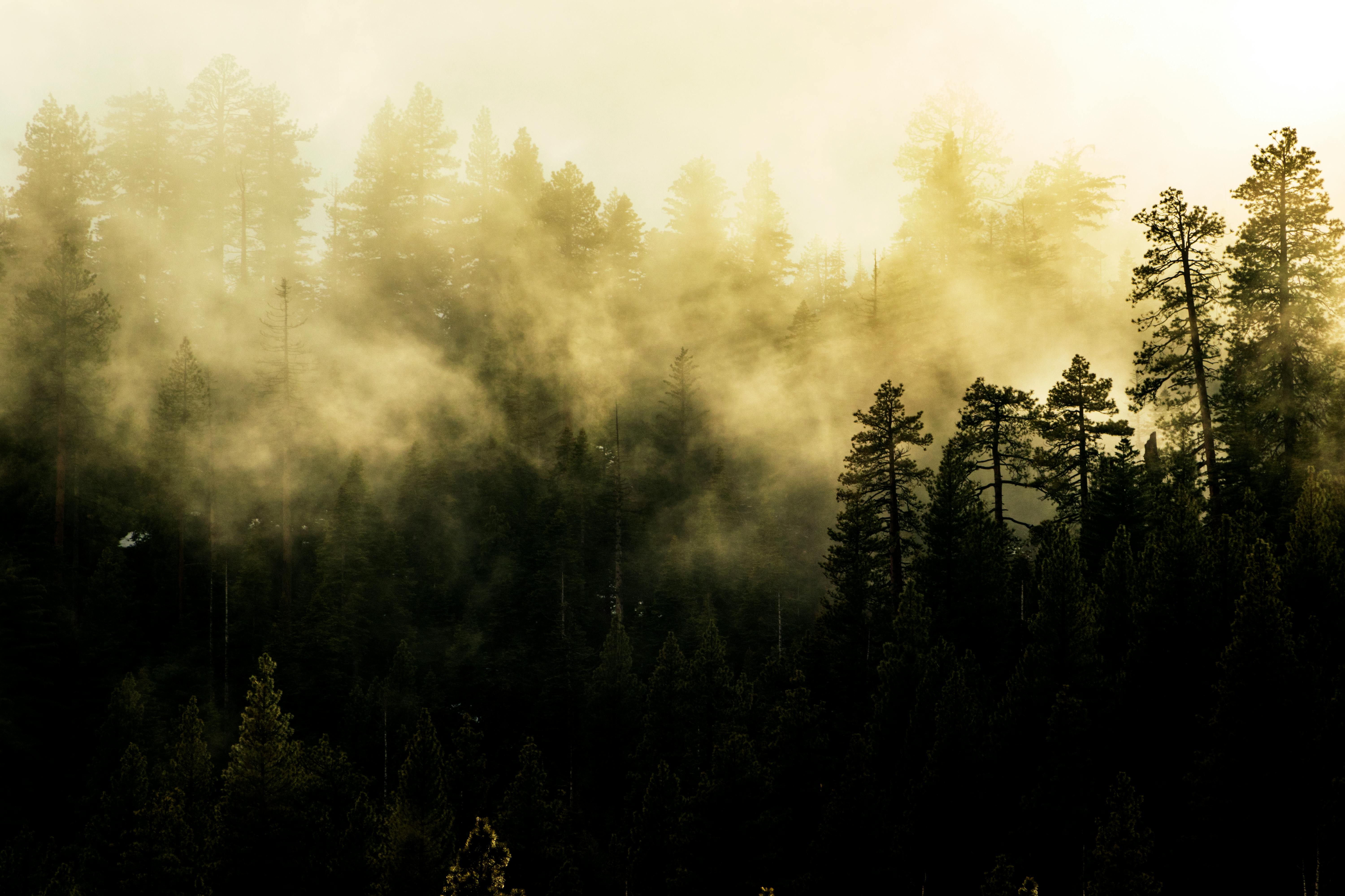 A forest in the early morning is shrouded in fog, sunlight shines through the clouds, illuminating the outlines of the trees. - free wallpaper image