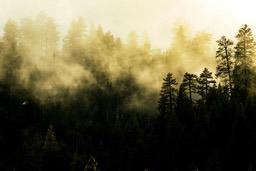 A forest in the early morning is shrouded in fog, sunlight shines through the clouds, illuminating the outlines of the trees. - free wallpaper image