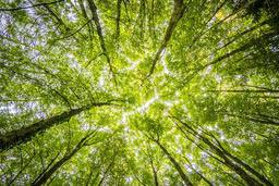 Looking up from the bottom of a dense forest, sunlight shines through the leaves of the trees. - free wallpaper image