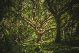 A large tree with lush branches stands tall in a dense forest, sunlight filtering through the leaves creates a dappled pattern on the ground. - free wallpaper image