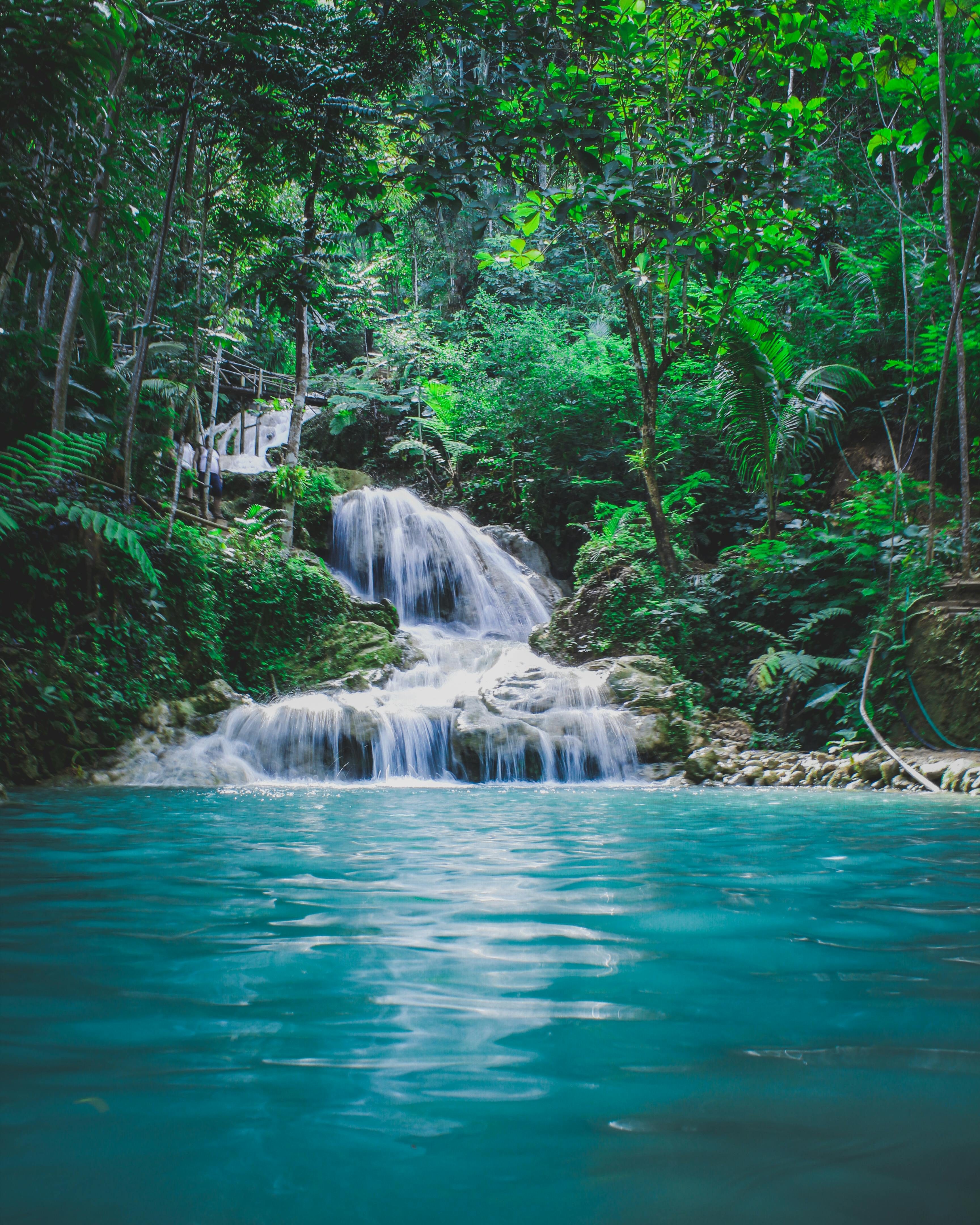 A clear waterfall flows through a lush forest, the water flows down from a height, forming a green pond. - free wallpaper image