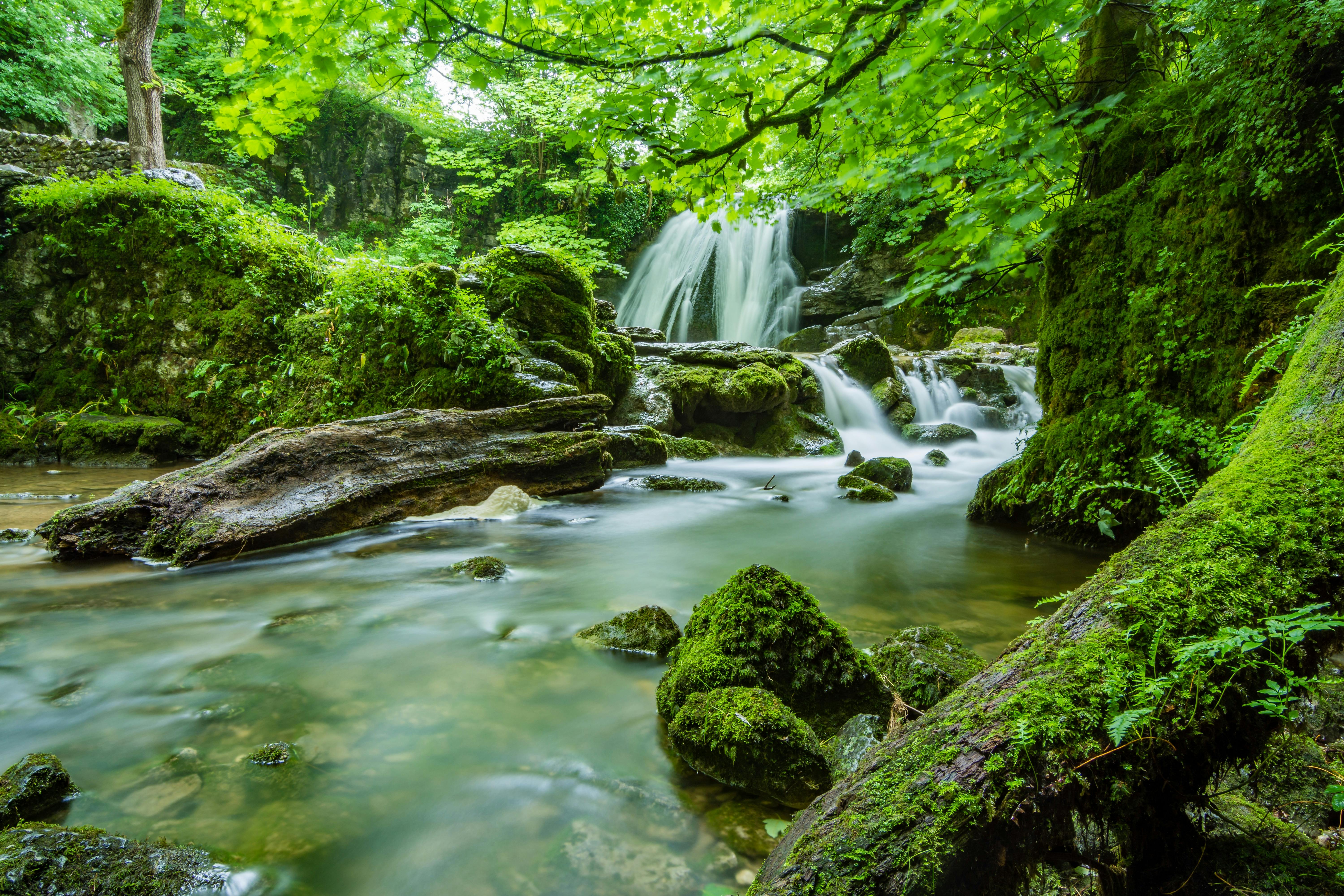 A small stream flows through a lush forest, the water is clear, surrounded by green trees, the waterfall pours down from above, the scenery is beautiful. - free wallpaper image