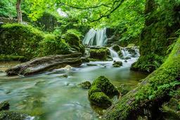 A small stream flows through a lush forest, the water is clear, surrounded by green trees, the waterfall pours down from above, the scenery is beautiful. - free wallpaper image