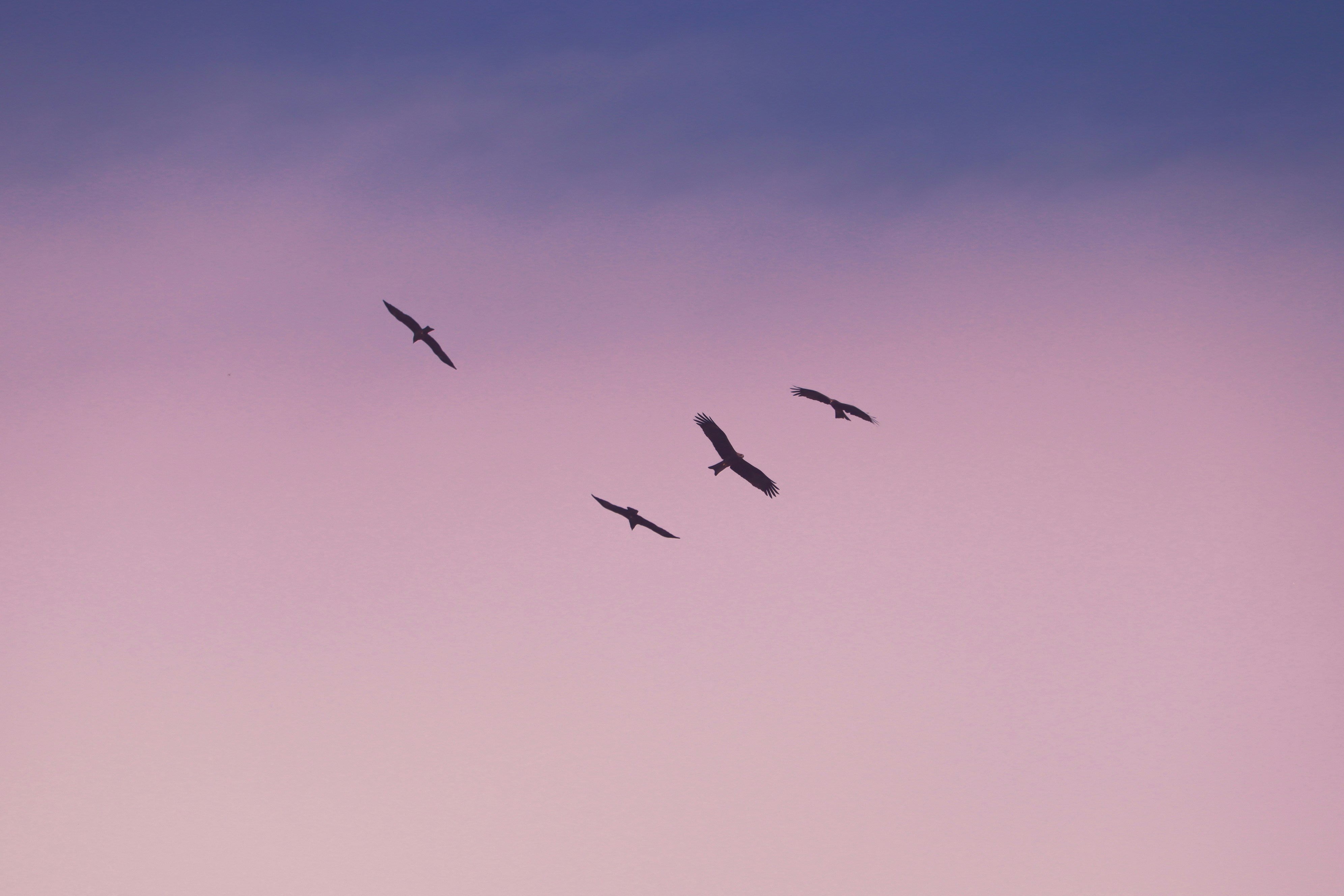 Four birds are flying in the pink and purple sunset. - free wallpaper image