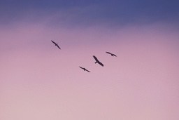 Four birds are flying in the pink and purple sunset. - free wallpaper image