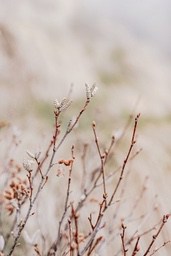 A few bare branches with fuzzy buds against a blurry white background - free wallpaper image