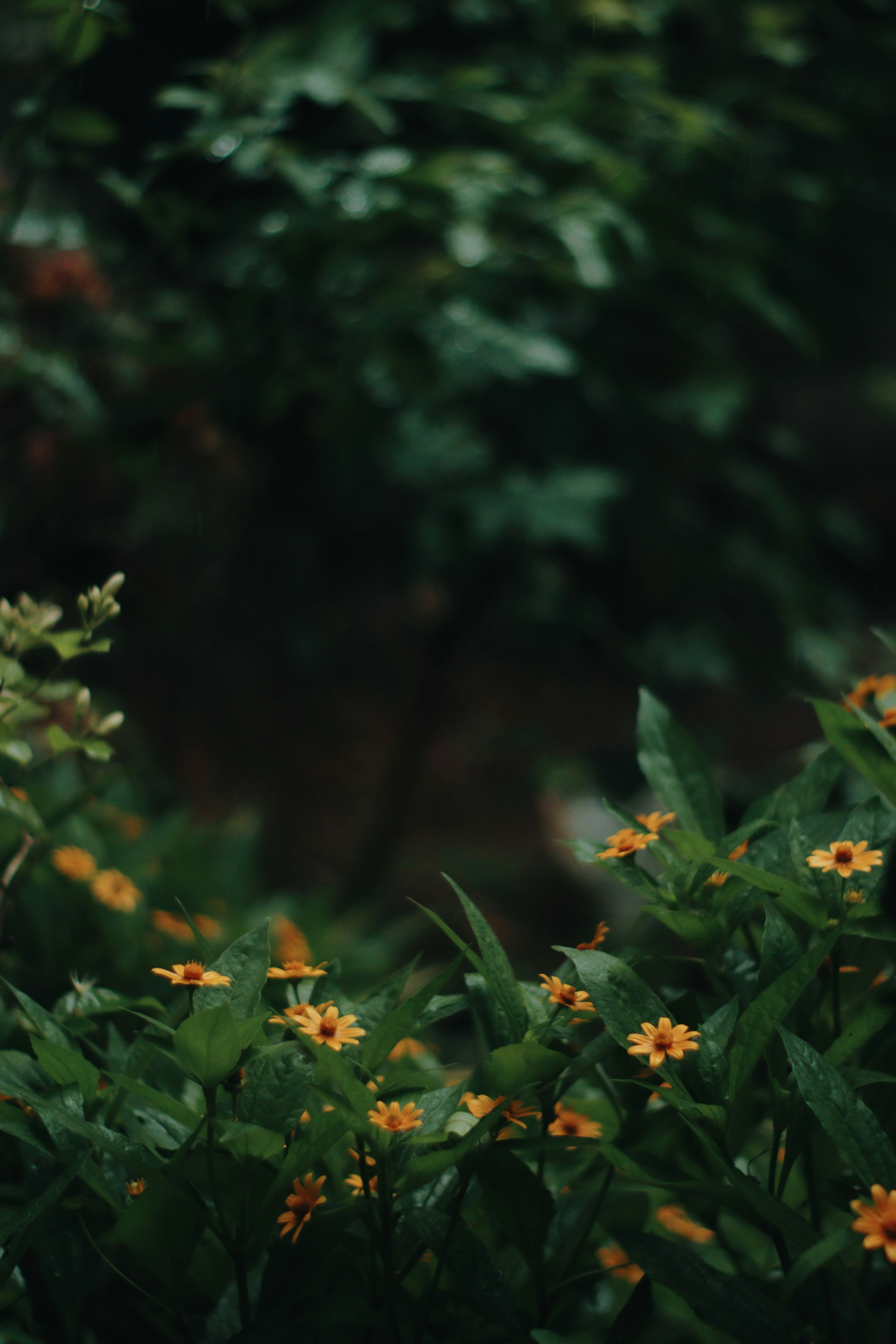 A few yellow flowers blooming in a green bush - free wallpaper image