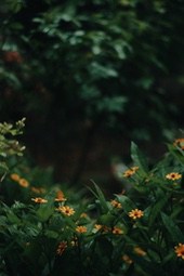 A few yellow flowers blooming in a green bush - free wallpaper image