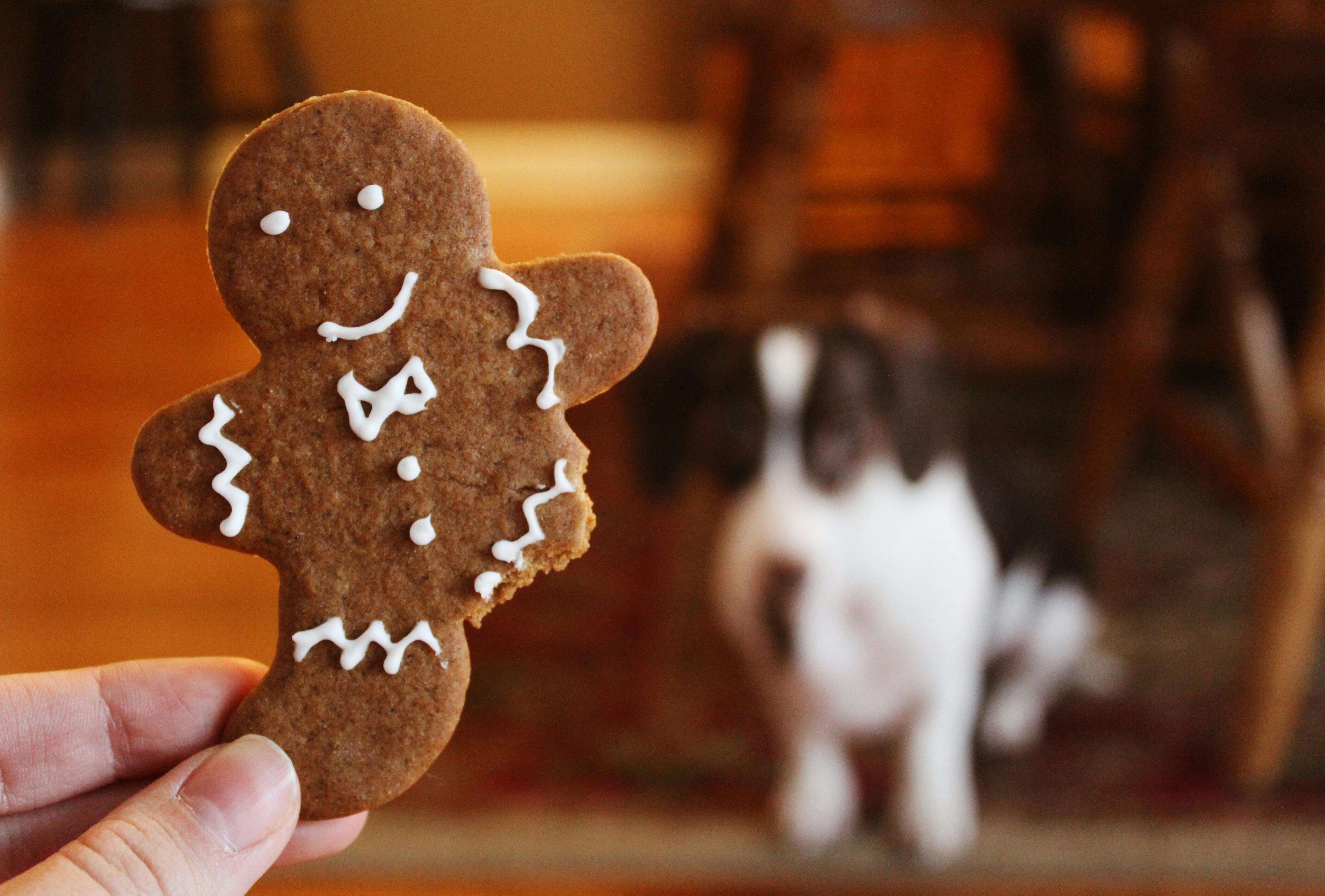 A hand holds a gingerbread man with a bite out of it, with a blurry dog in the background. - wallpaper image