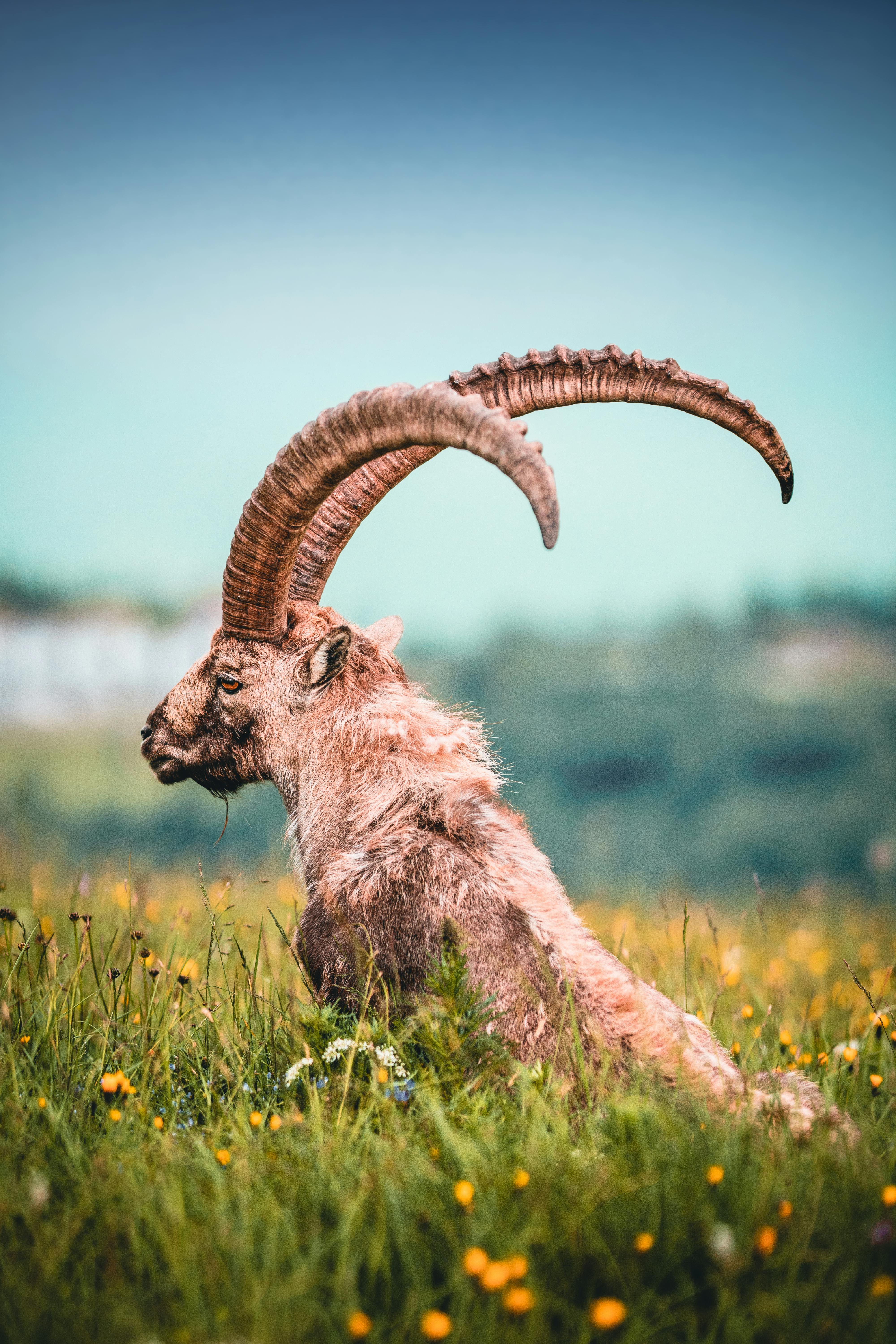 A mountain goat sits on a green meadow, it has curved horns and the background is a blue sky. - free wallpaper image