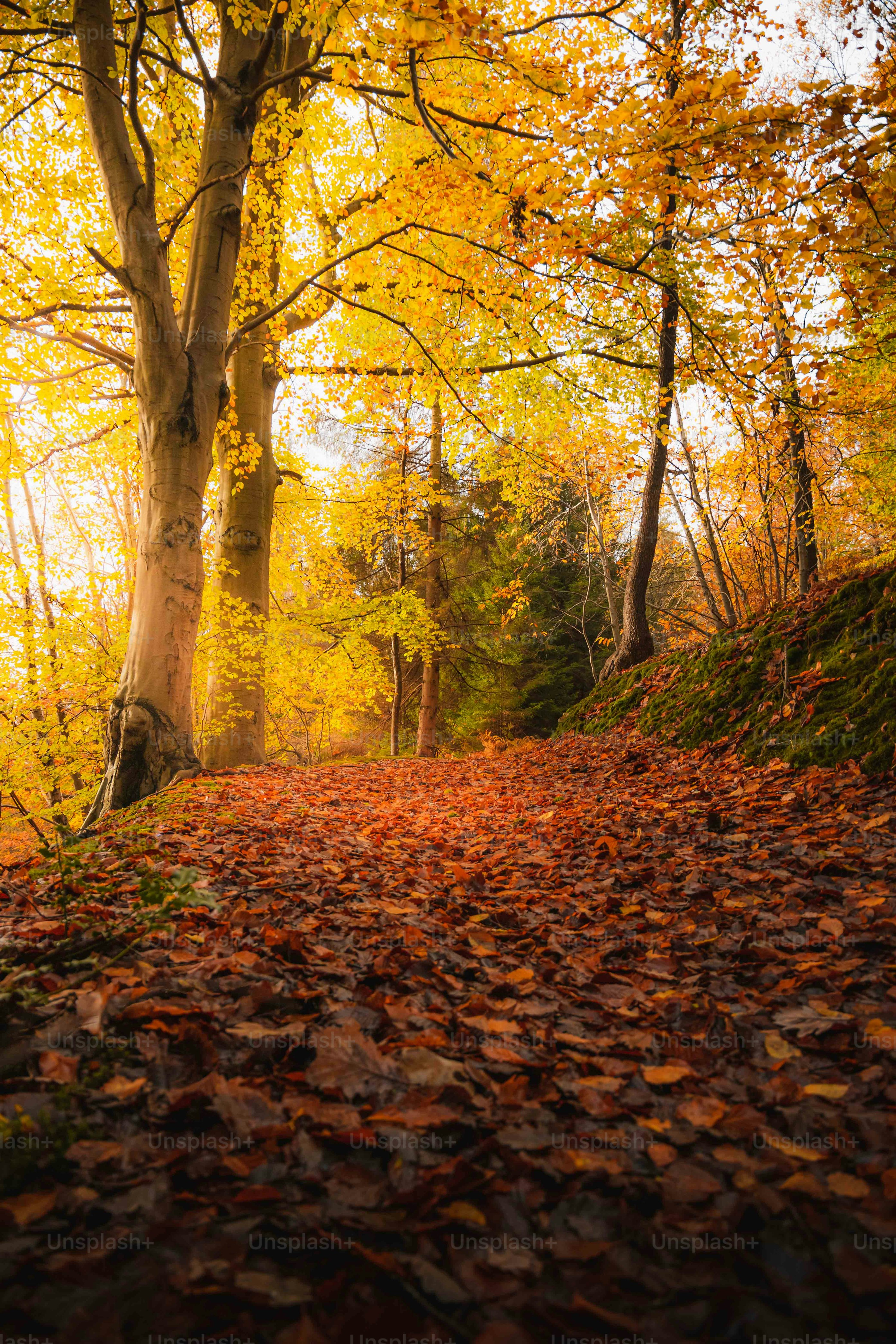 A forest path with tall trees on both sides, the leaves have turned yellow and covered the whole ground, the sun shines through the branches, forming beams of light. - free wallpaper image