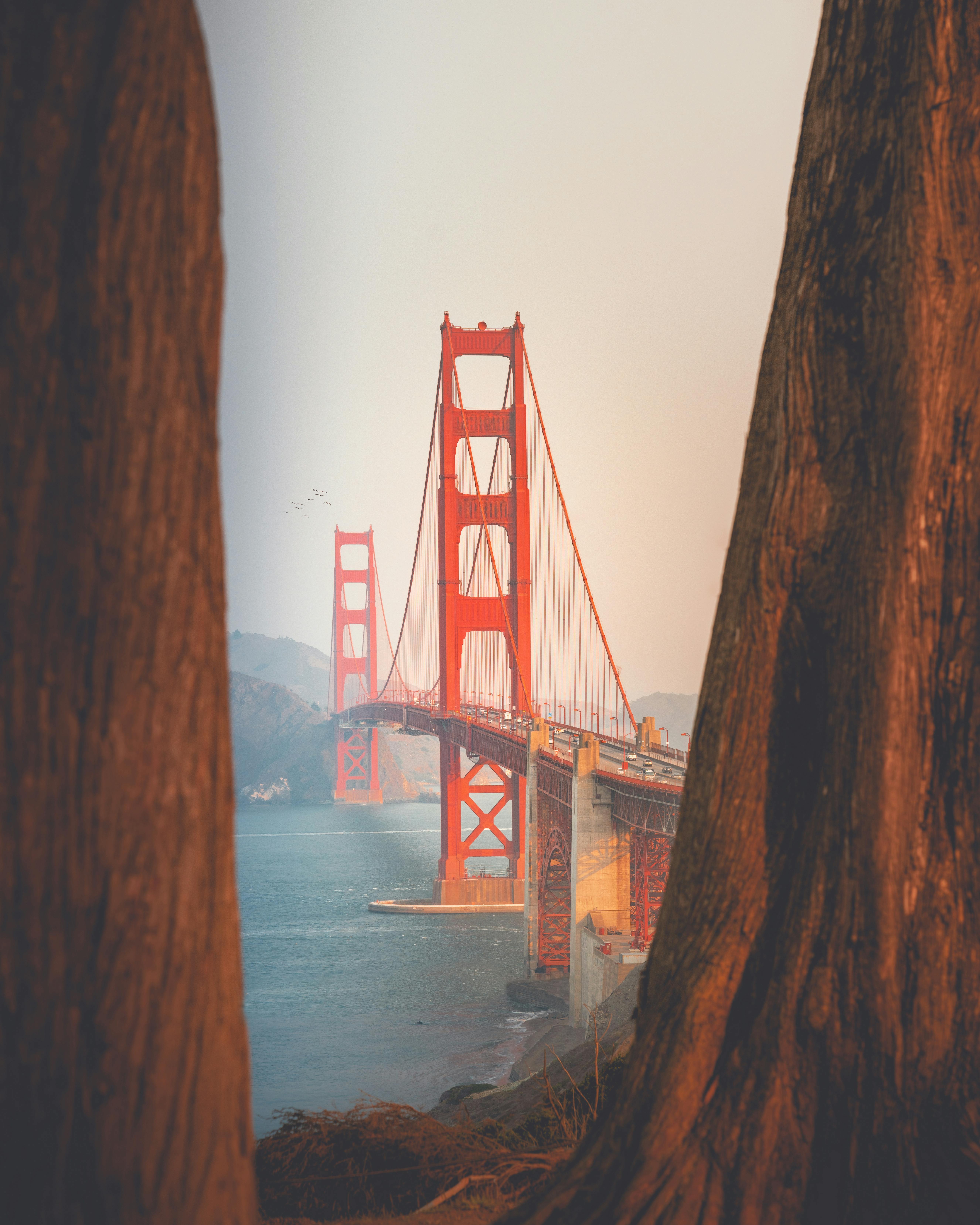 A scenic view of the Golden Gate Bridge, seen from the gap between trees, the bridge is red and contrasts with the blue sky and water. - free wallpaper image