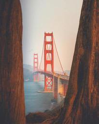 A scenic view of the Golden Gate Bridge, seen from the gap between trees, the bridge is red and contrasts with the blue sky and water. - free wallpaper image