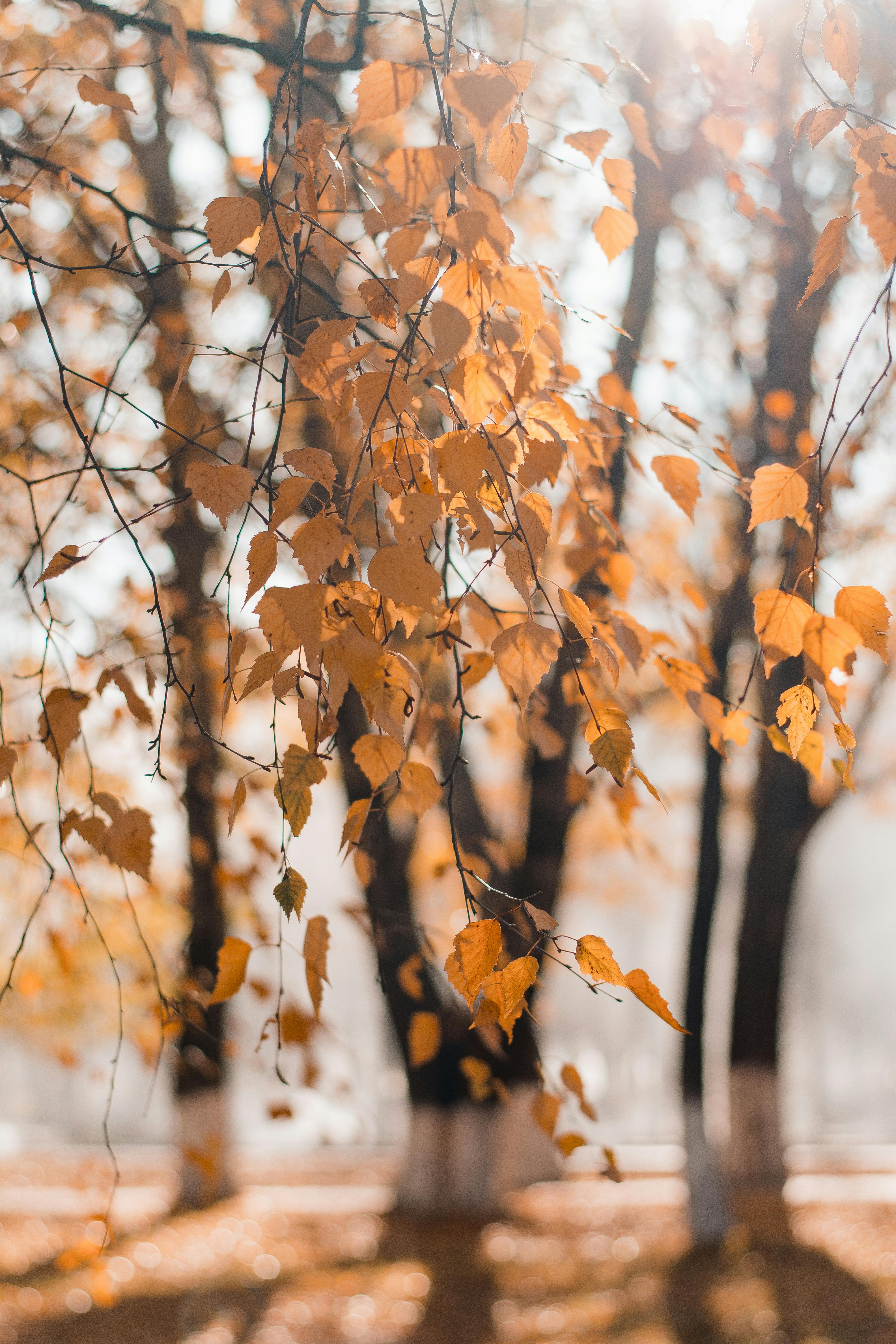 The golden leaves on the branches of the trees in autumn are particularly beautiful in the sunlight. - free wallpaper image