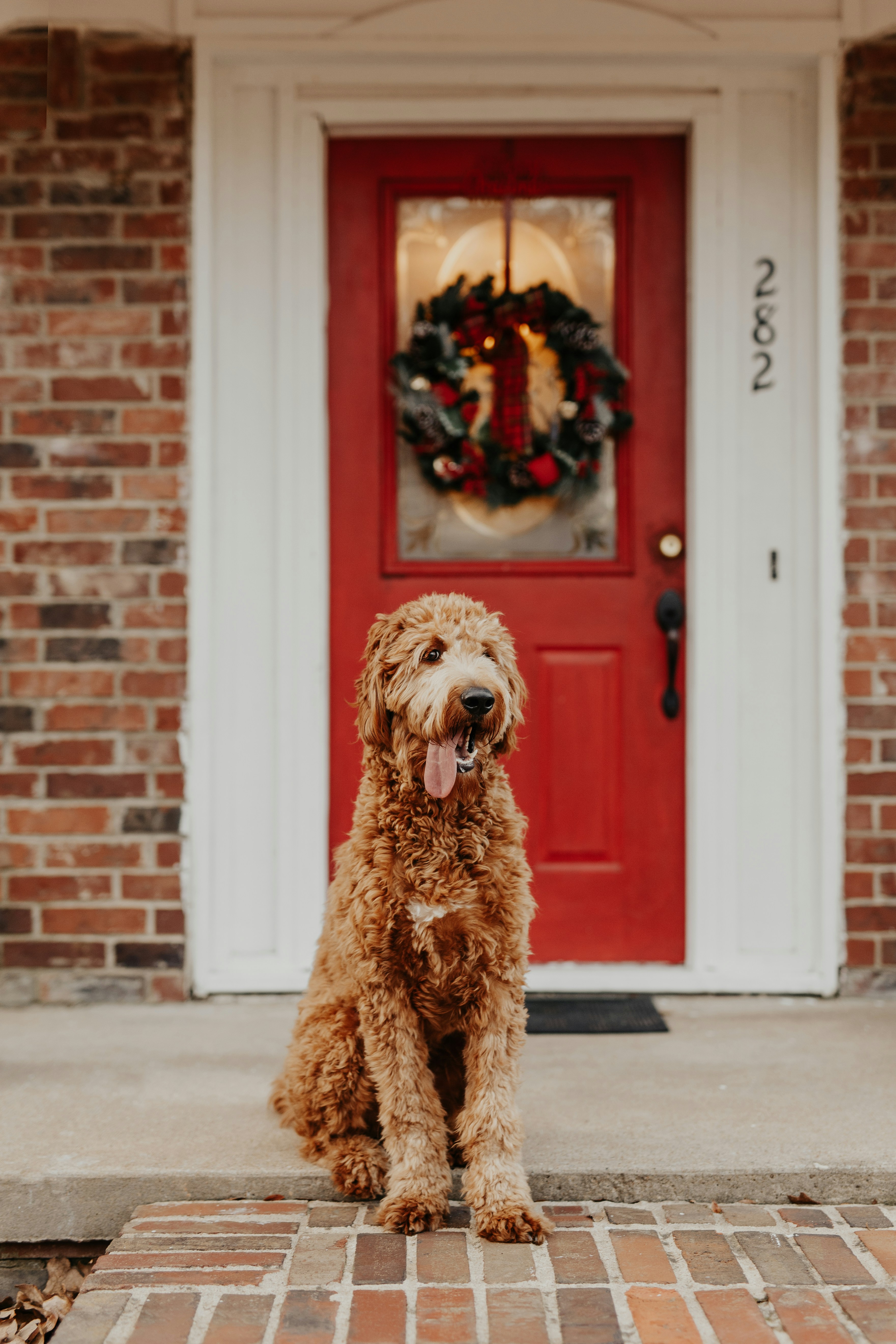 A golden retriever sits in front of a red brick house with a Christmas wreath on the door. The house number is 282. - wallpaper image