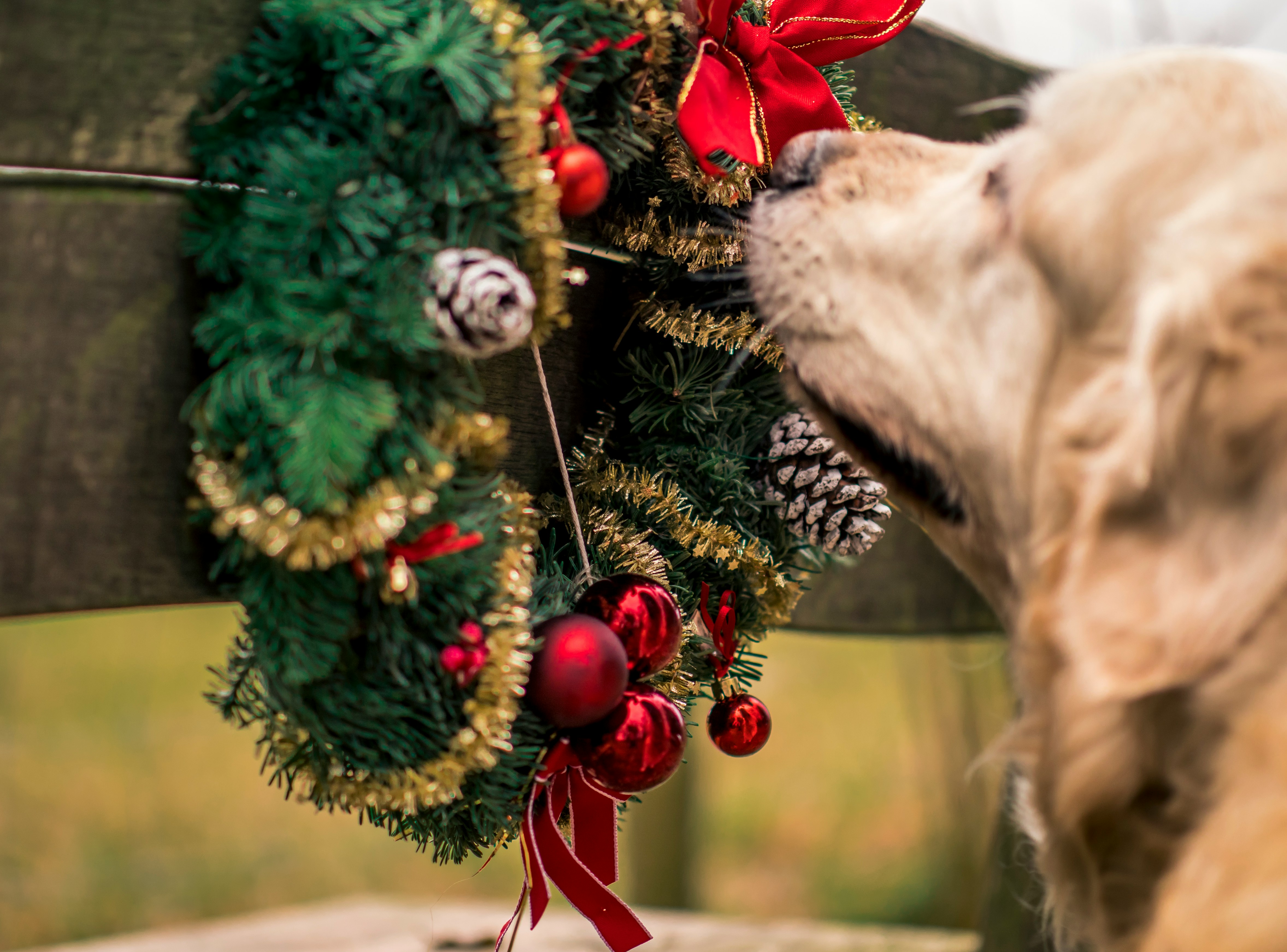 A golden retriever is sniffing a Christmas wreath decorated with red baubles and golden decorations. - wallpaper image