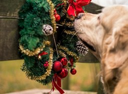 A golden retriever is sniffing a Christmas wreath decorated with red baubles and golden decorations. - wallpaper image