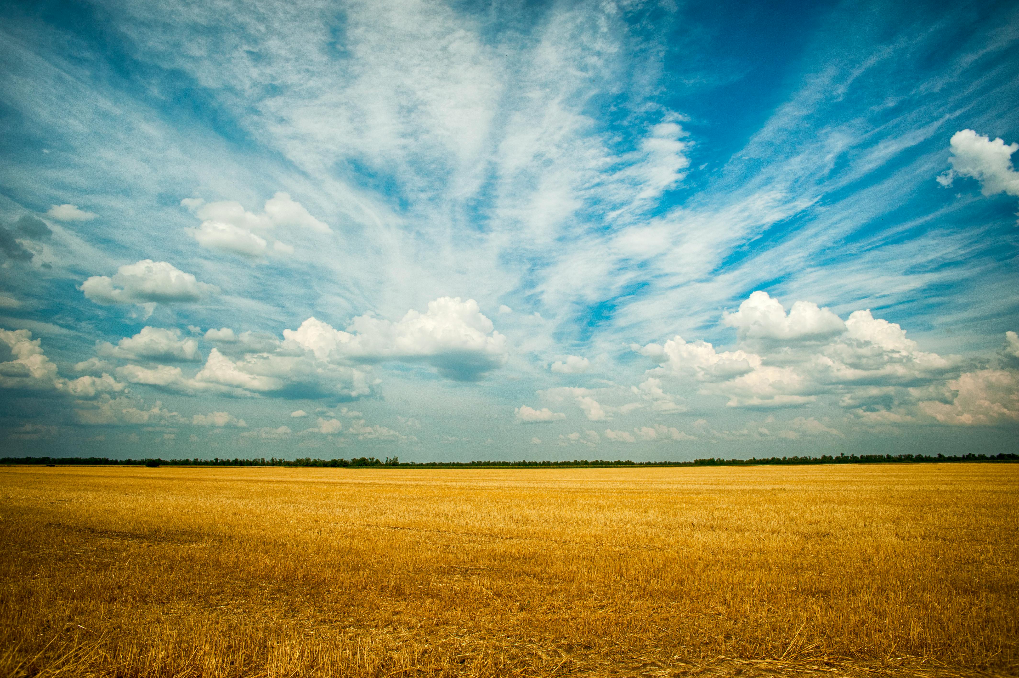 A vast field of golden wheat under a blue sky with white clouds. - free wallpaper image