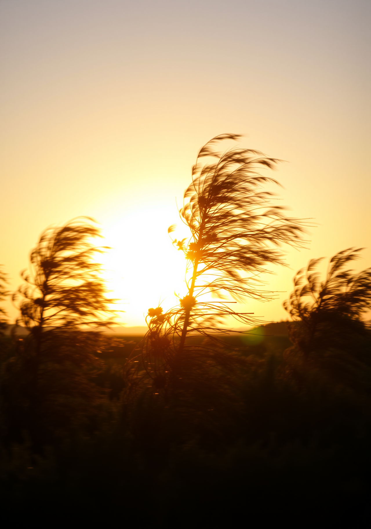 The setting sun casts a golden light on the grass that is being blown by the wind, creating a beautiful scenery. - wallpaper image