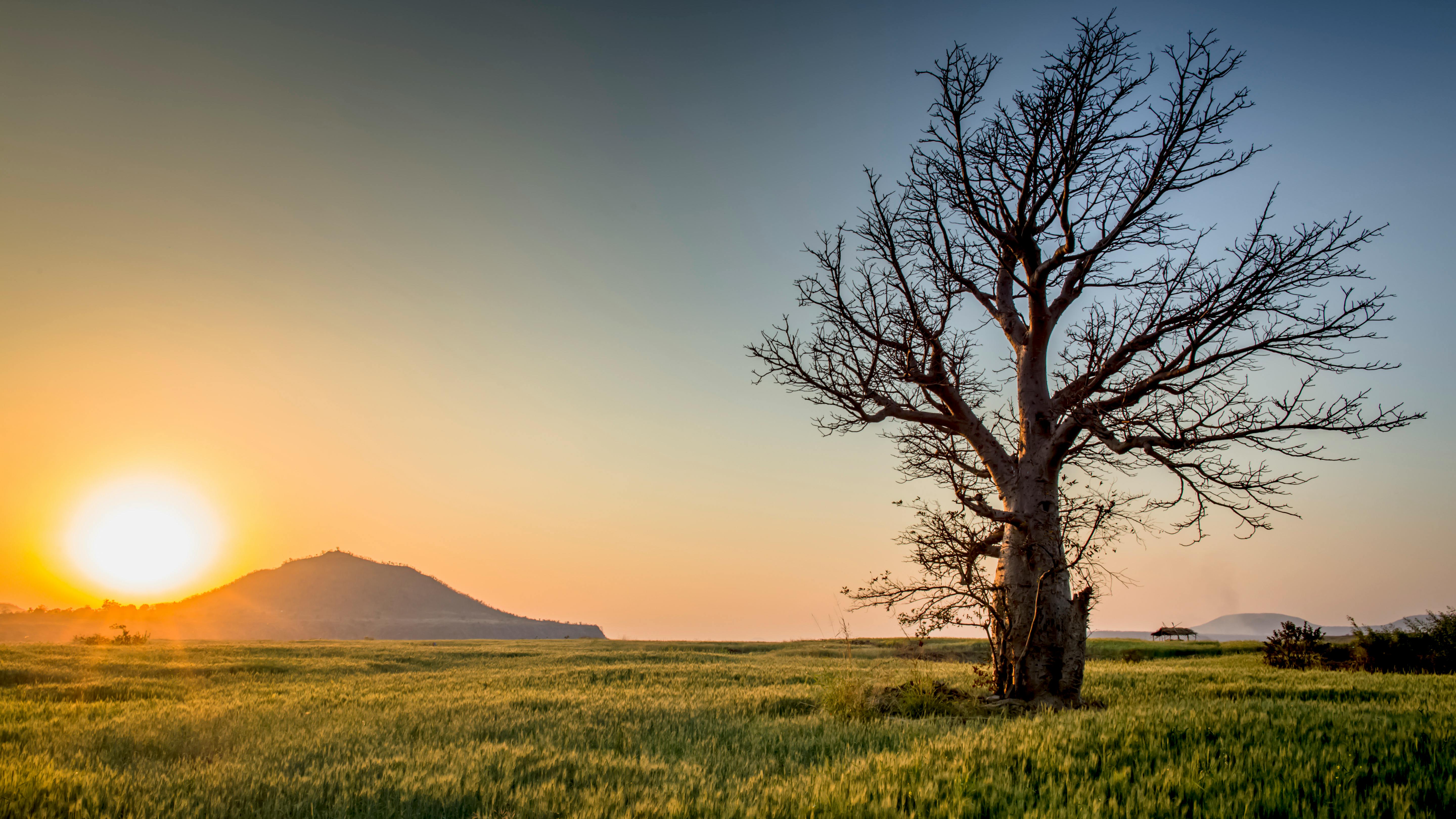 A dead tree stands on the grassland at sunrise, with a hill in the distance. - free wallpaper image