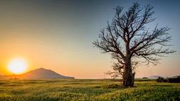 A dead tree stands on the grassland at sunrise, with a hill in the distance. - free wallpaper image