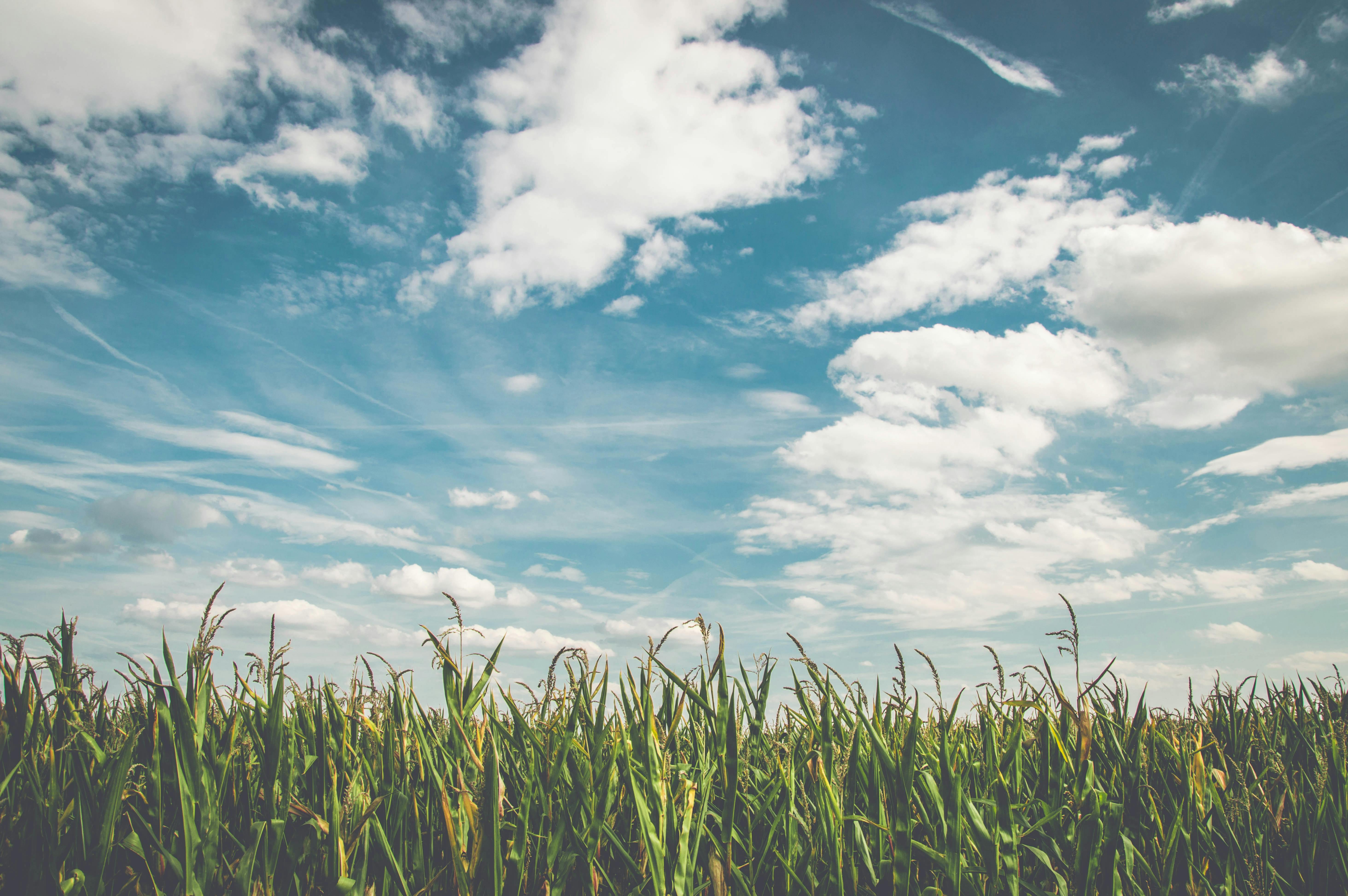 A field of green corn under a blue sky with white clouds, the sun shines brightly, full of vitality. - free wallpaper image