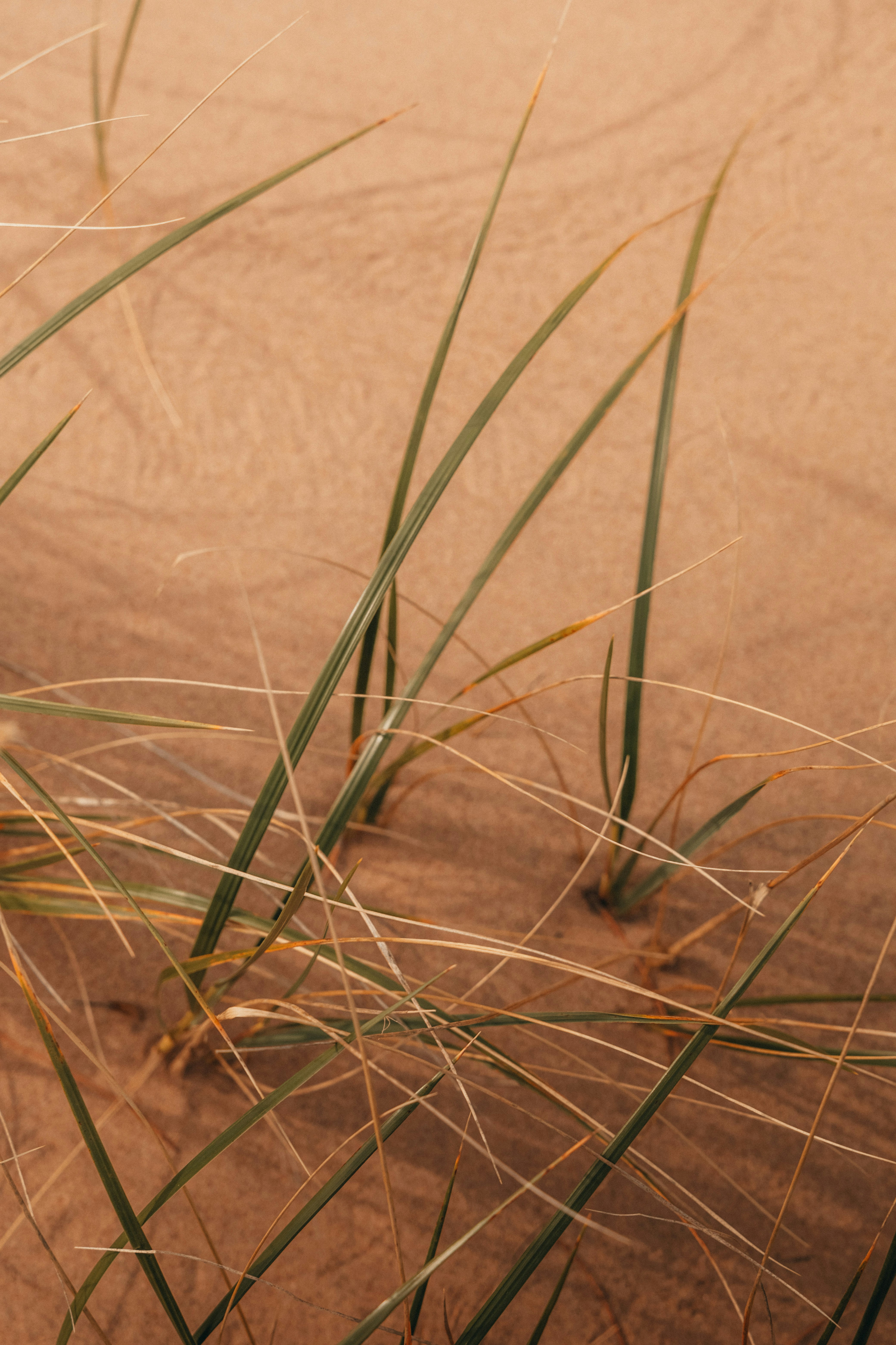 Some green grass grows on the sand. - free wallpaper image