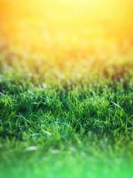 Green grass under the sunshine - free wallpaper image