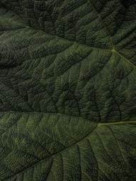 A green leaf with visible veins, showing a natural texture - free wallpaper image