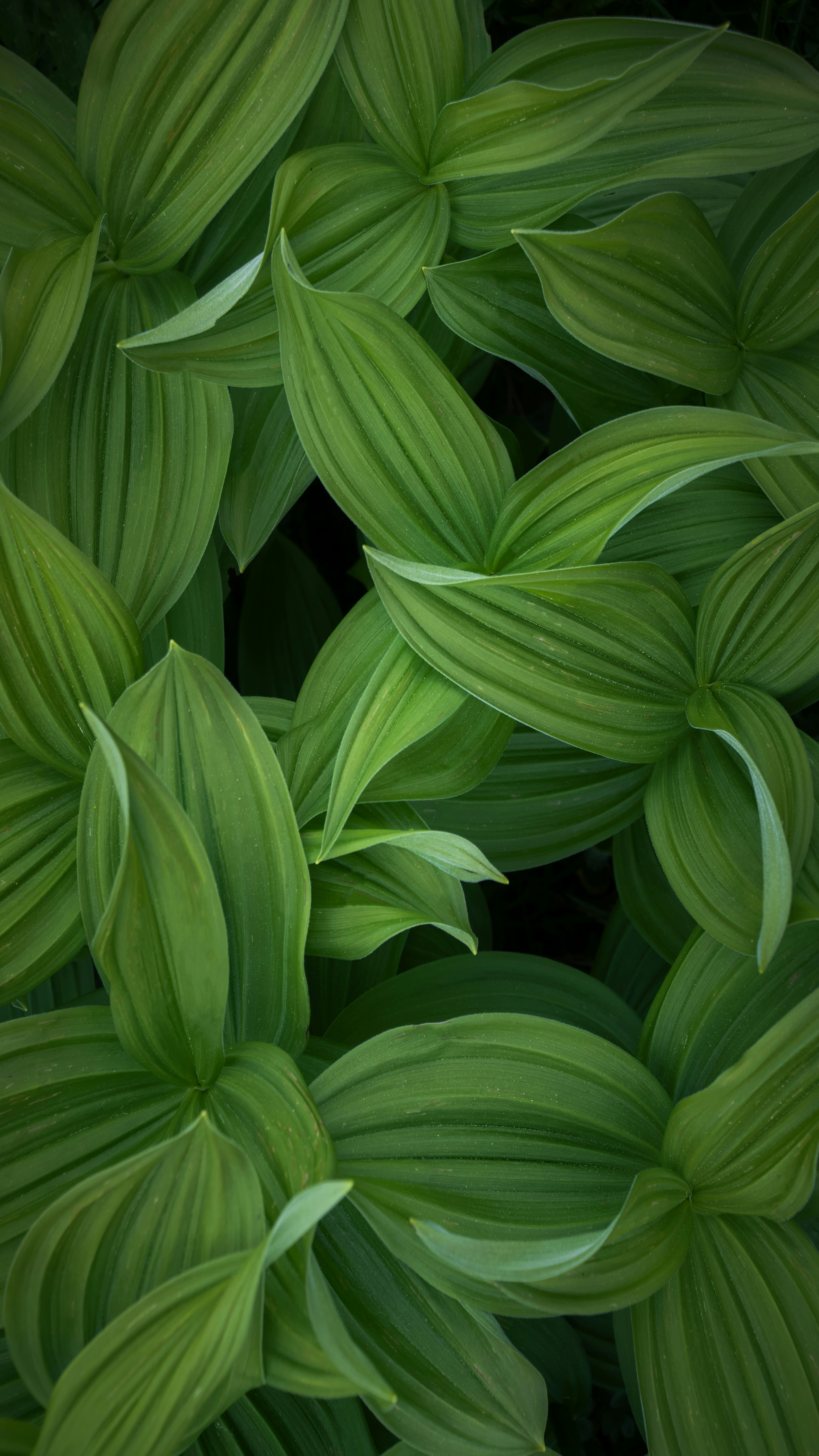 Green leaves of a plant are arranged in a dense, green background. - free wallpaper image