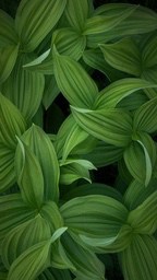 Green leaves of a plant are arranged in a dense, green background. - free wallpaper image