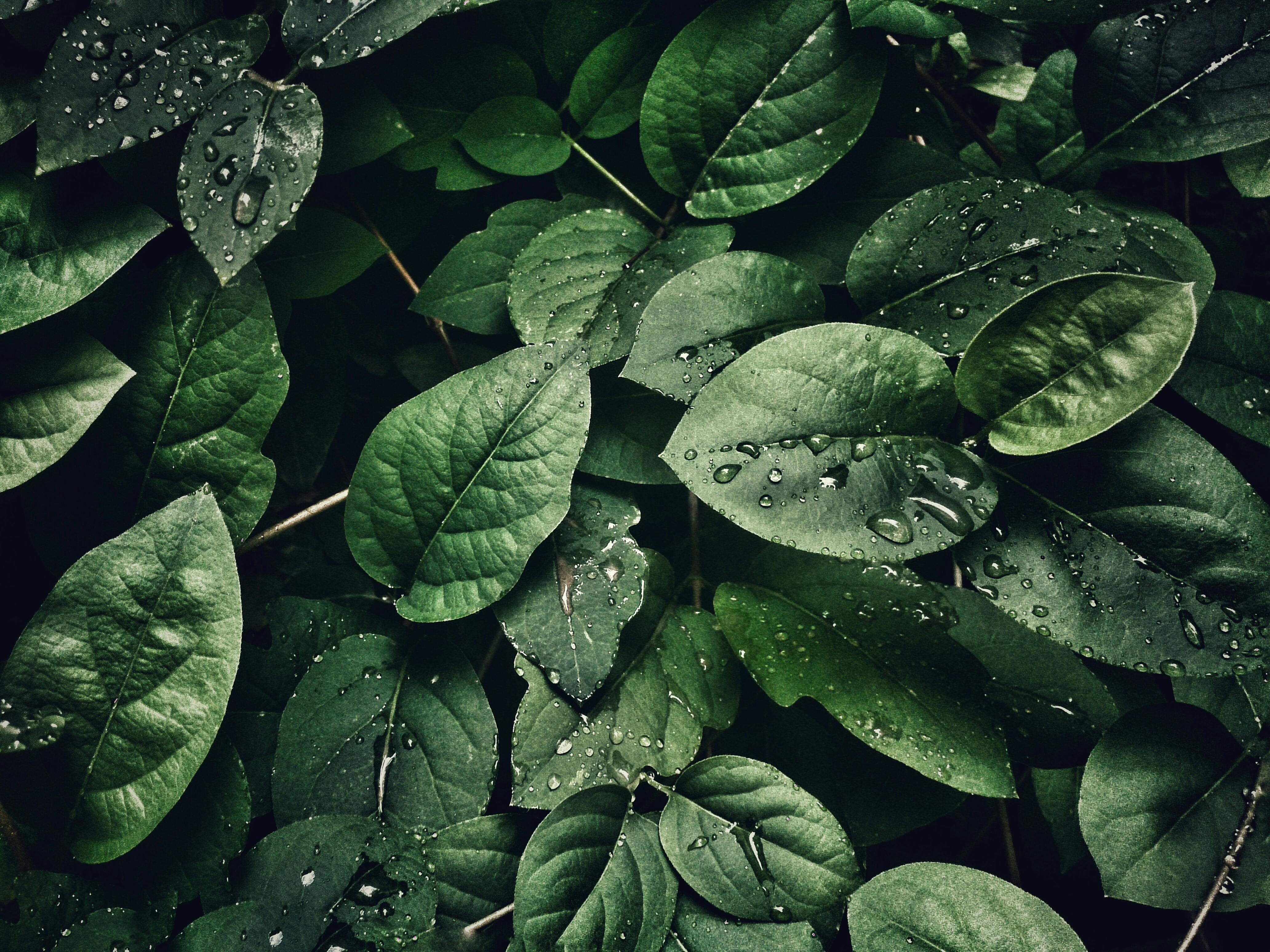 A close-up shot of green leaves with water droplets, creating a refreshing and natural scene. - free wallpaper image