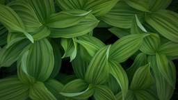 Background image of green leaves - free wallpaper image