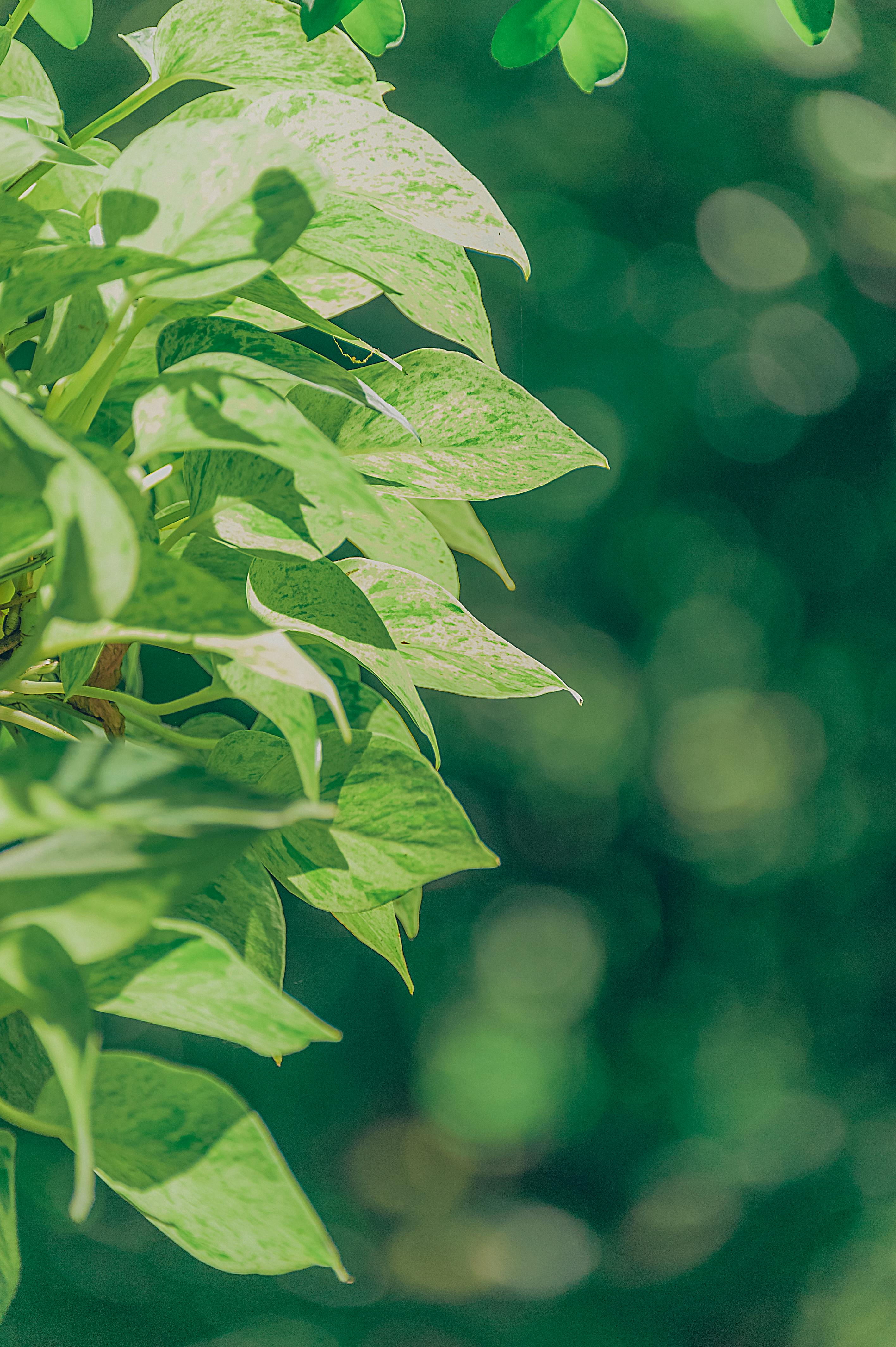 Green leaves look particularly vibrant and full of life in the sunshine. - free wallpaper image