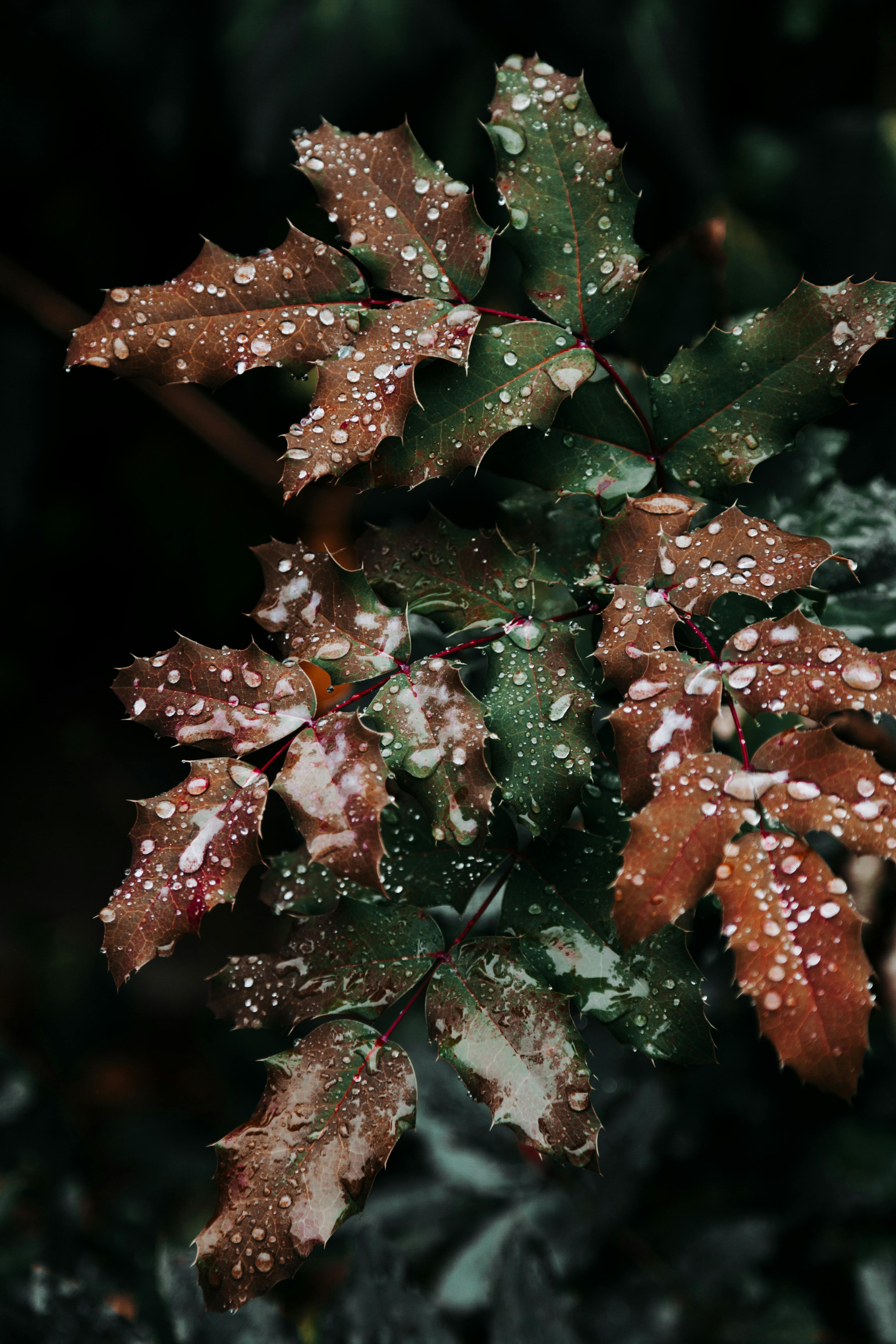 Green leaves with water drops, the leaves are wet with rain and look fresh and natural. - free wallpaper image