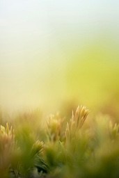 Tender green plants grow in the sunshine, with a blurred yellow and white background, creating a warm and soft atmosphere. - free wallpaper image