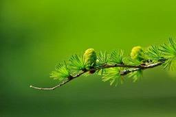 A pine branch with new green shoots growing on it, with a green forest in the background. - free wallpaper image