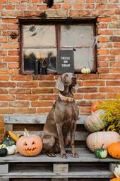 A gray dog sitting on a wooden bench, surrounded by pumpkins, with a red brick wall in the background. The dog is looking up, looking cute. - wallpaper image