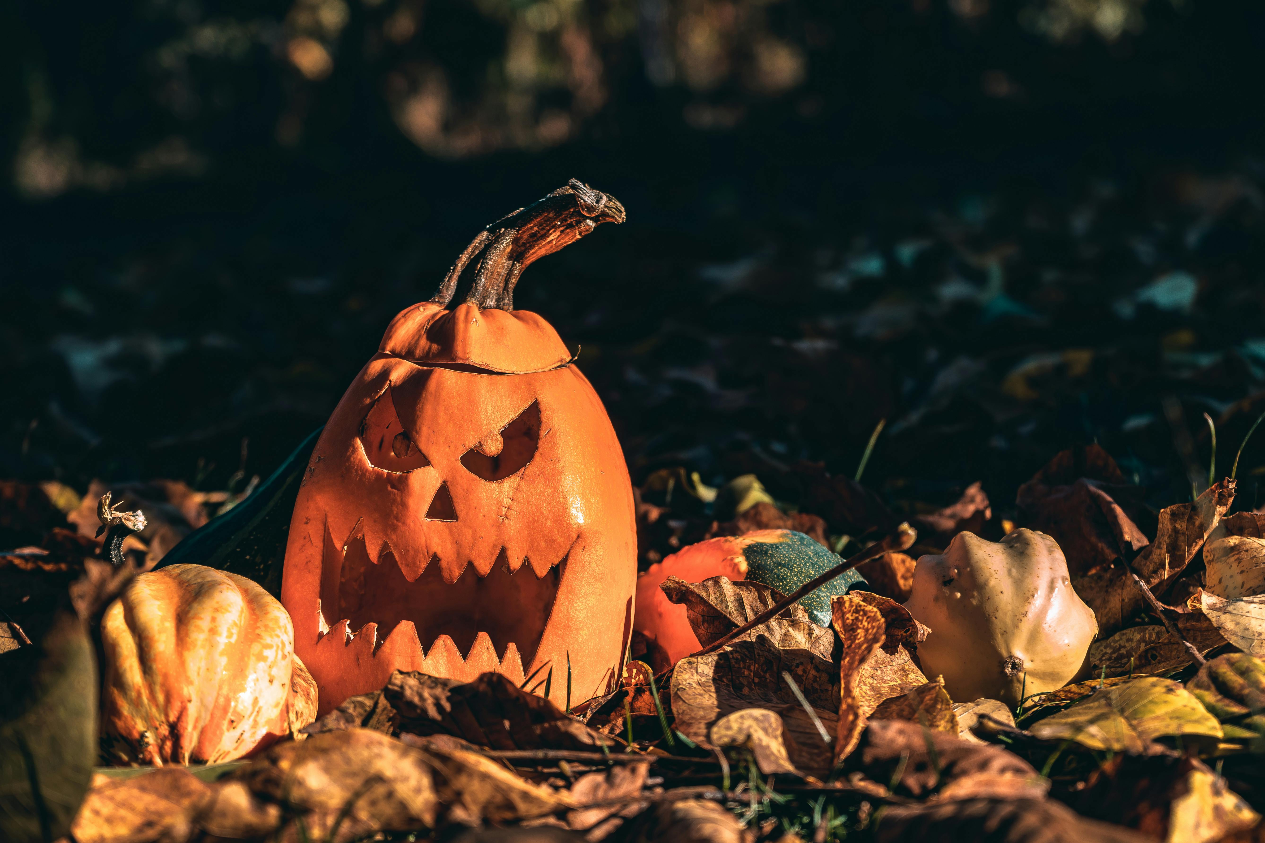 A jack-o&apos;-lantern sits in a pile of autumn leaves, with a few other pumpkins nearby. - wallpaper image