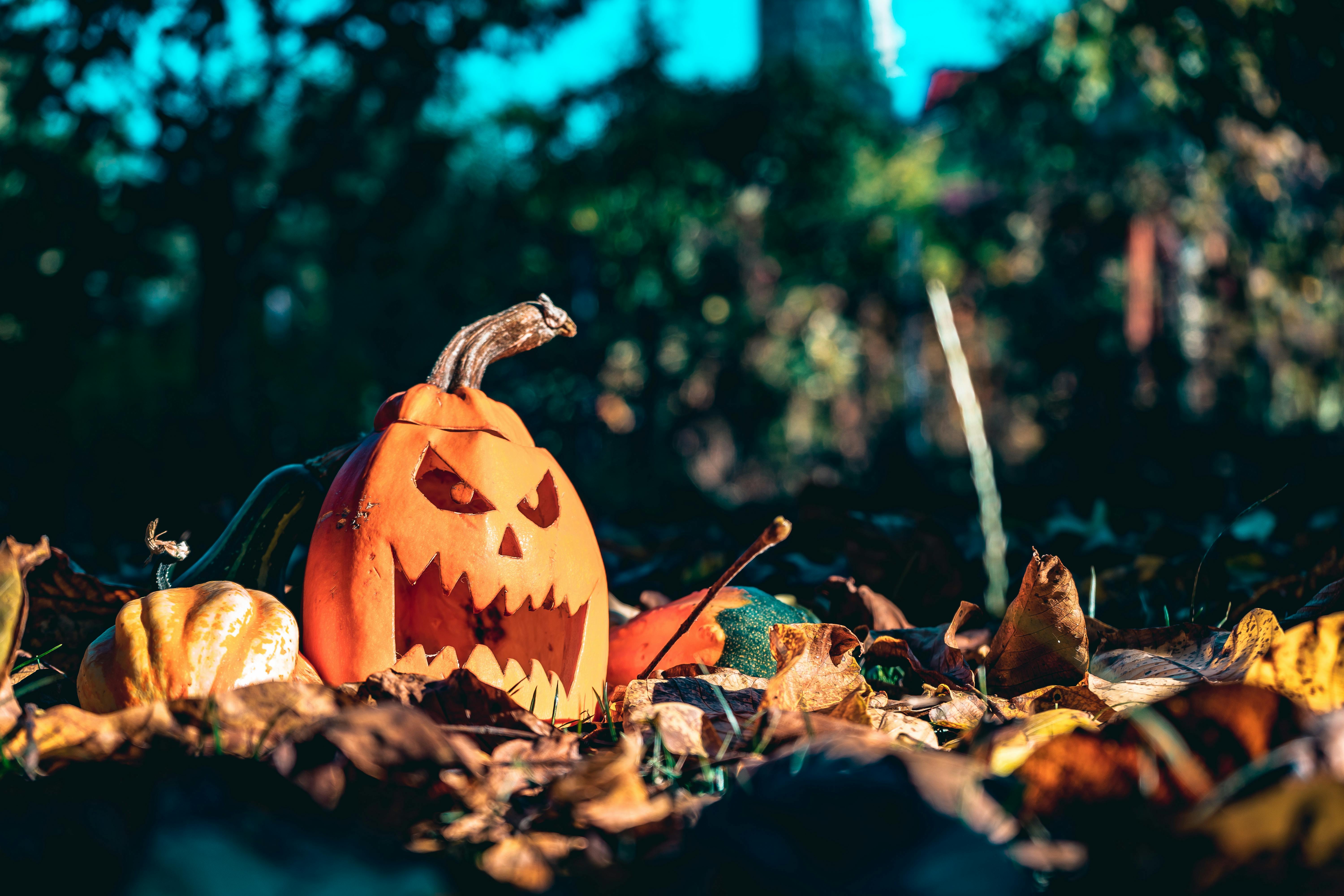 A jack-o&apos;-lantern sits in a pile of leaves, looking scary. - wallpaper image