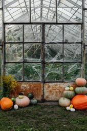 A pile of pumpkins are placed in front of an old glass greenhouse, with a large pumpkin taking up the center of the picture, while other pumpkins are of different sizes and colors. - wallpaper image