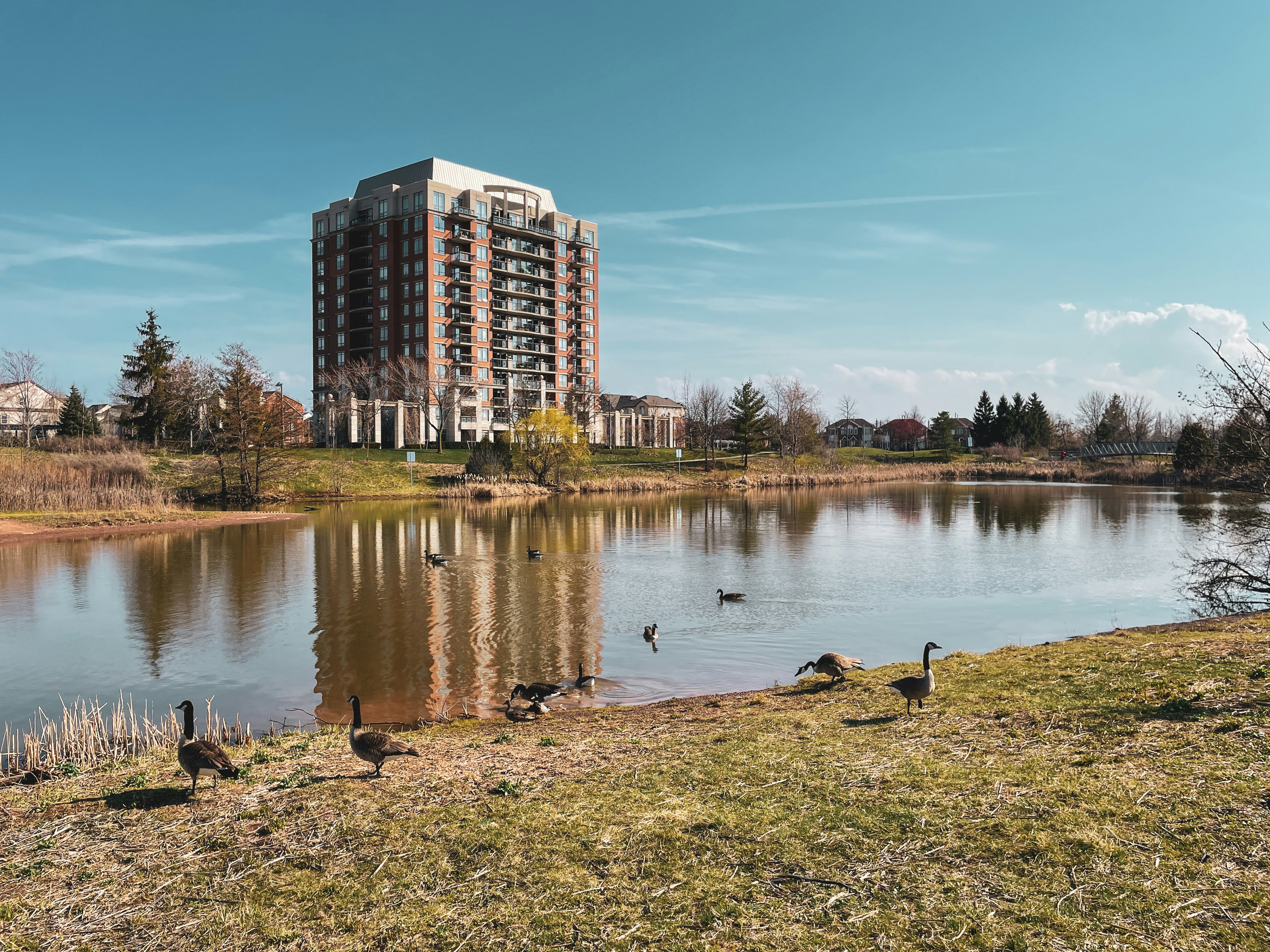 A high-rise building sits by a lake, the lake water is green, and there are several ducks playing in the water on the shore. - free wallpaper image