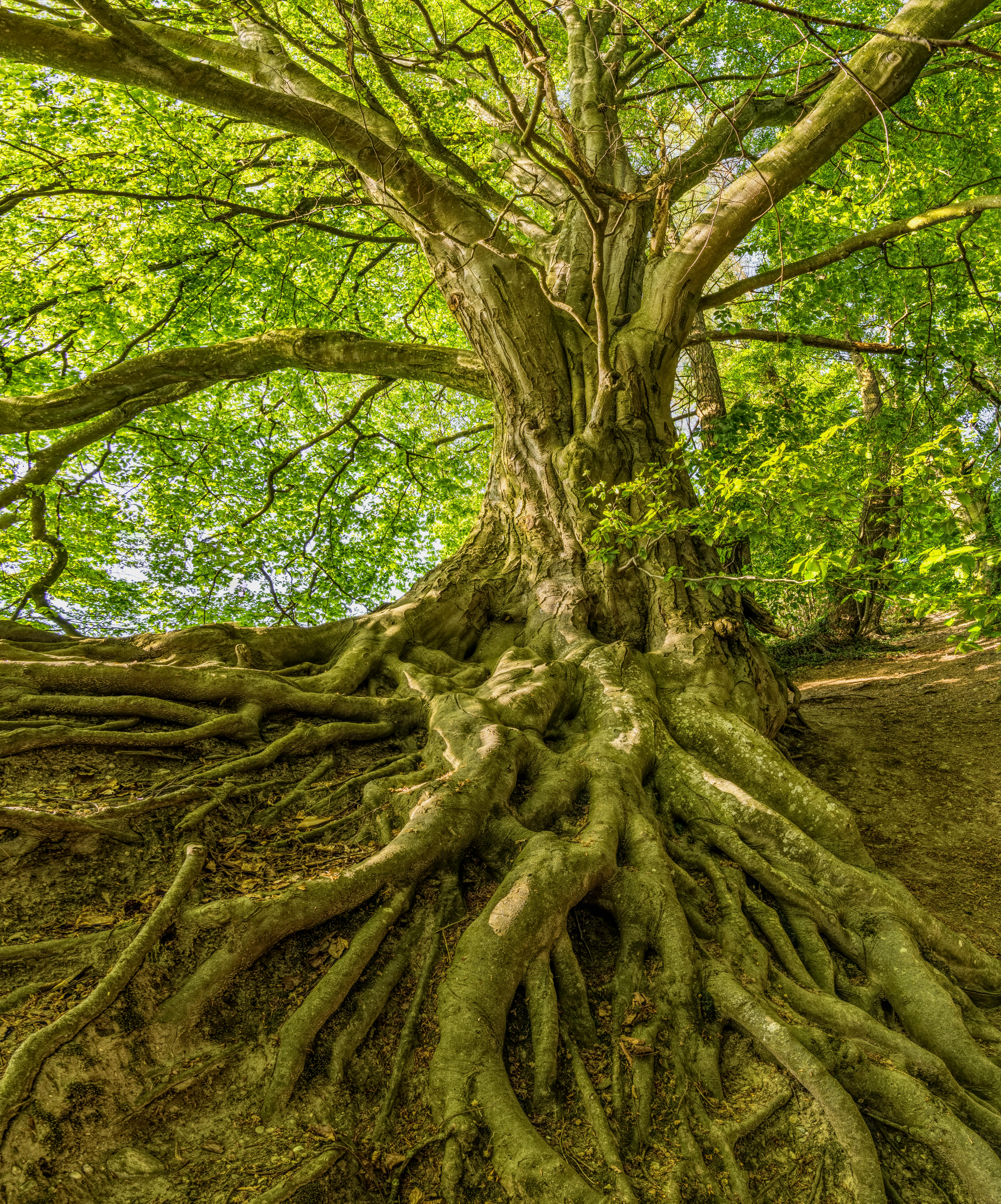 A huge tree with gnarled roots extending to the ground, its branches are lush and cover the sky. - free wallpaper image